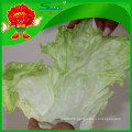 NOUVEAU 2015 Yunnan organic iceberg lettuce